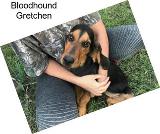 Bloodhound Gretchen