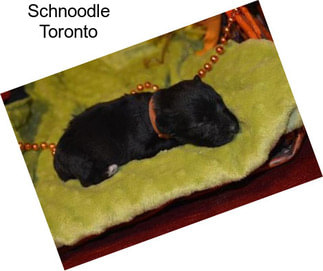 Schnoodle Toronto