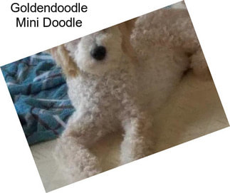 Goldendoodle Mini Doodle