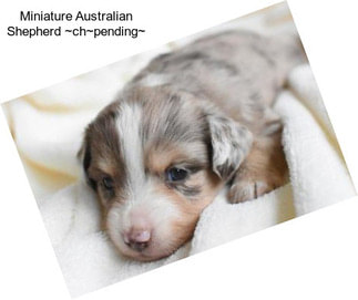 Miniature Australian Shepherd ~ch~pending~