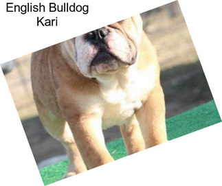 English Bulldog Kari