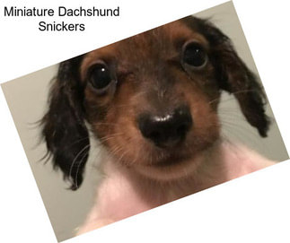 Miniature Dachshund Snickers