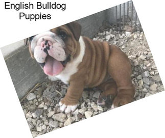 English Bulldog Puppies