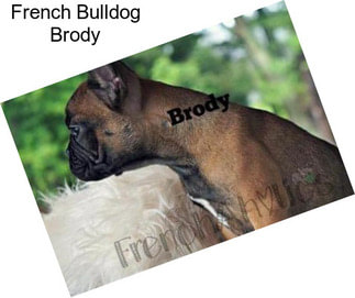 French Bulldog Brody