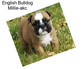 English Bulldog Millie-akc
