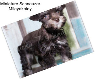 Miniature Schnauzer Mileyakctoy