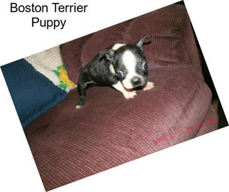 Boston Terrier Puppy