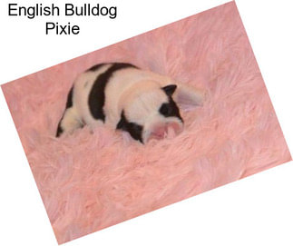 English Bulldog Pixie