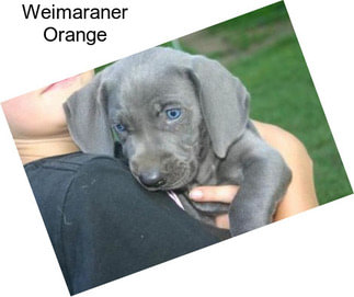 Weimaraner Orange