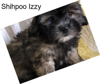 Shihpoo Izzy