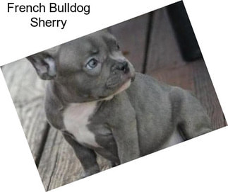 French Bulldog Sherry