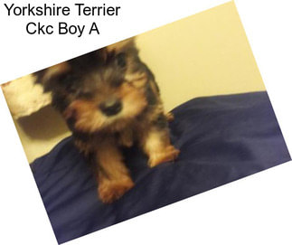 Yorkshire Terrier Ckc Boy A