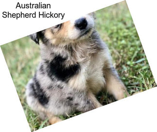 Australian Shepherd Hickory