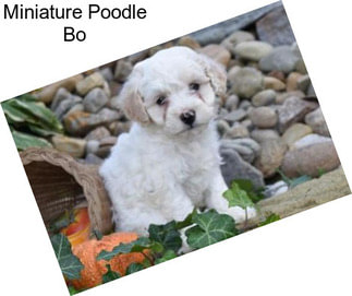 Miniature Poodle Bo