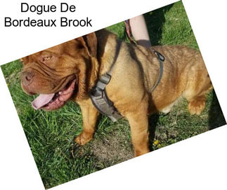 Dogue De Bordeaux Brook