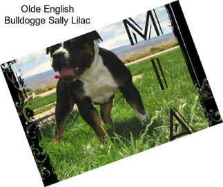 Olde English Bulldogge Sally Lilac