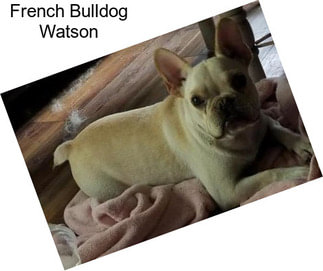 French Bulldog Watson