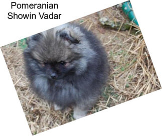 Pomeranian Showin Vadar