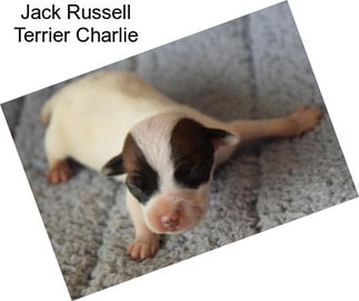 Jack Russell Terrier Charlie