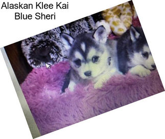 Alaskan Klee Kai Blue Sheri