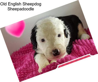 Old English Sheepdog Sheepadoodle