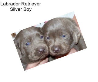 Labrador Retriever Silver Boy