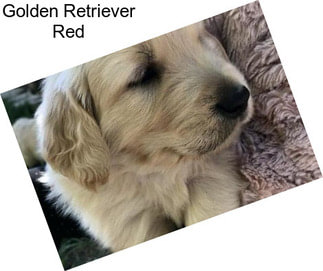 Golden Retriever Red