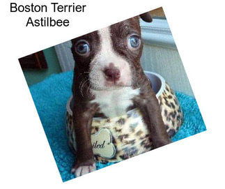 Boston Terrier Astilbee