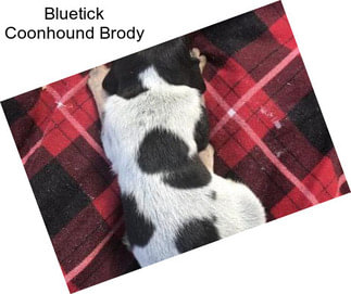 Bluetick Coonhound Brody