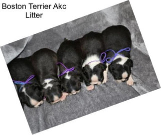 Boston Terrier Akc Litter