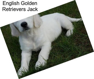 English Golden Retrievers Jack