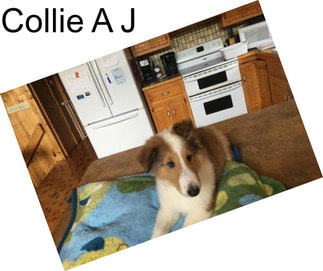 Collie A J