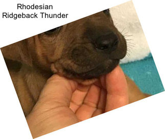 Rhodesian Ridgeback Thunder