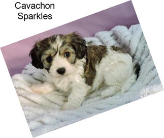 Cavachon Sparkles