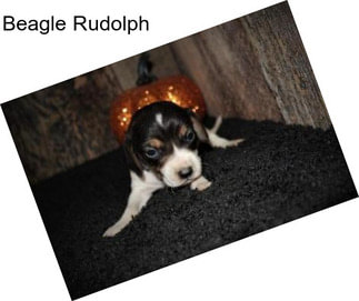 Beagle Rudolph
