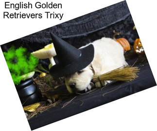 English Golden Retrievers Trixy
