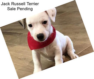 Jack Russell Terrier Sale Pending