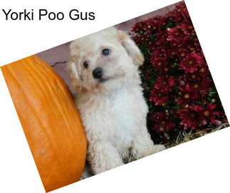 Yorki Poo Gus