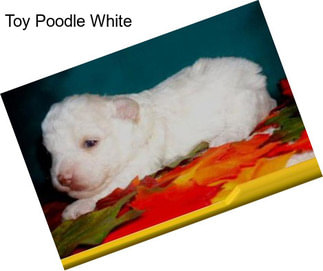 Toy Poodle White