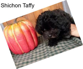 Shichon Taffy