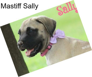 Mastiff Sally