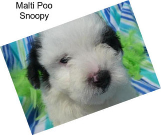 Malti Poo Snoopy