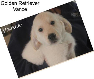 Golden Retriever Vance