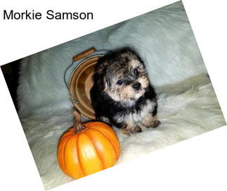 Morkie Samson