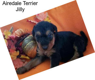 Airedale Terrier Jilly