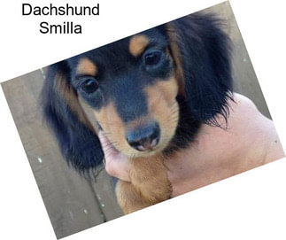 Dachshund Smilla