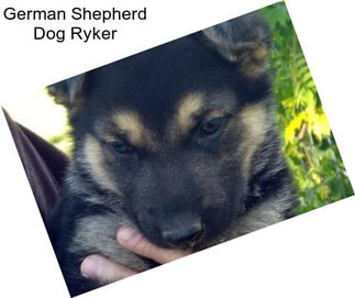 German Shepherd Dog Ryker