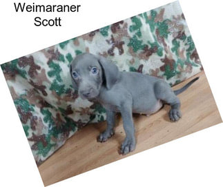 Weimaraner Scott