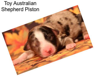 Toy Australian Shepherd Piston