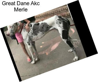 Great Dane Akc Merle